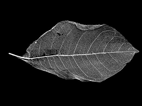 leaf-1364485__340